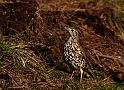Mistle thrush - A